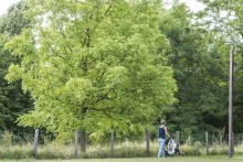 Le bois de Bondy. Photo Est Ensemble / Corinne Rozotte.