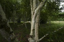 Est Ensemble Bois de Bondy bouleaux boulaie