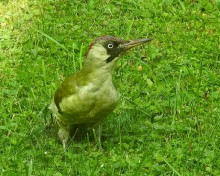 Est Ensemble parc Beaumonts Montreuil pivert pic vert