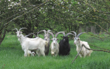 Est Ensemble parc Beaumonts Montreuil ecopaturage chevre fosses