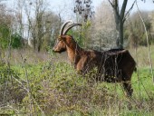Arrivée des animaux en éco-pâturage au parc des Beaumonts - crédit : Est Ensemble / Gaspard Gry